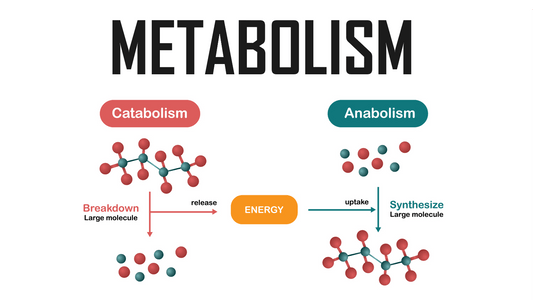 Diagram illustrating metabolism process with catabolism breaking down molecules and anabolism synthesizing them, highlighting energy flow.